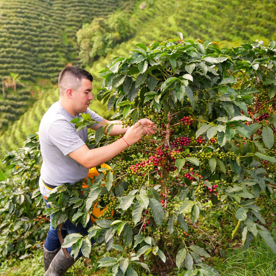 Geisha Opals - Colombia