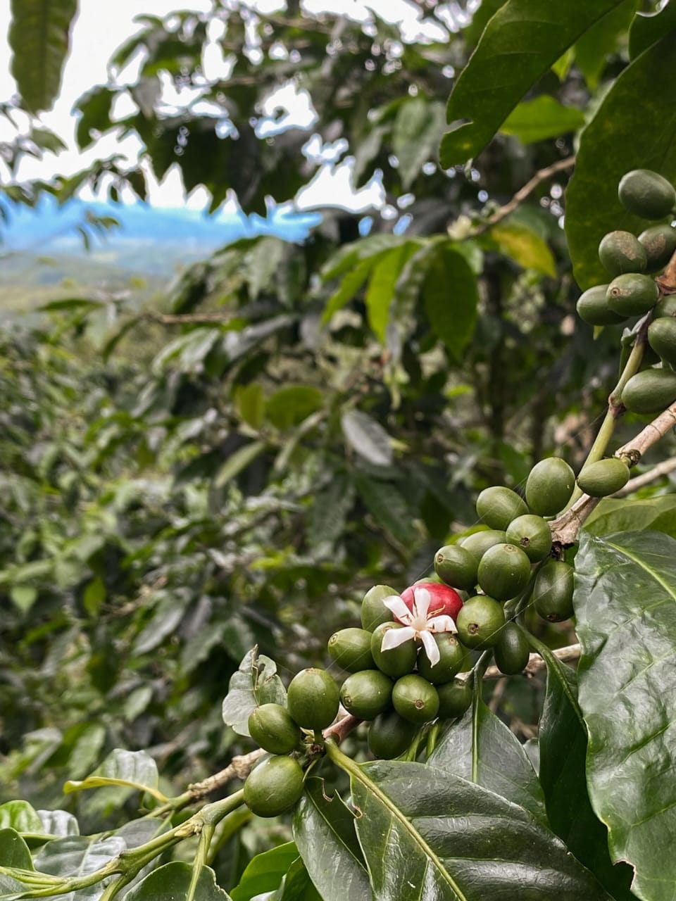 Geisha Vu - Panama, Las Brumas