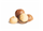 Macadamia