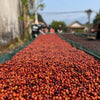 Gold Liberica - Vietnam