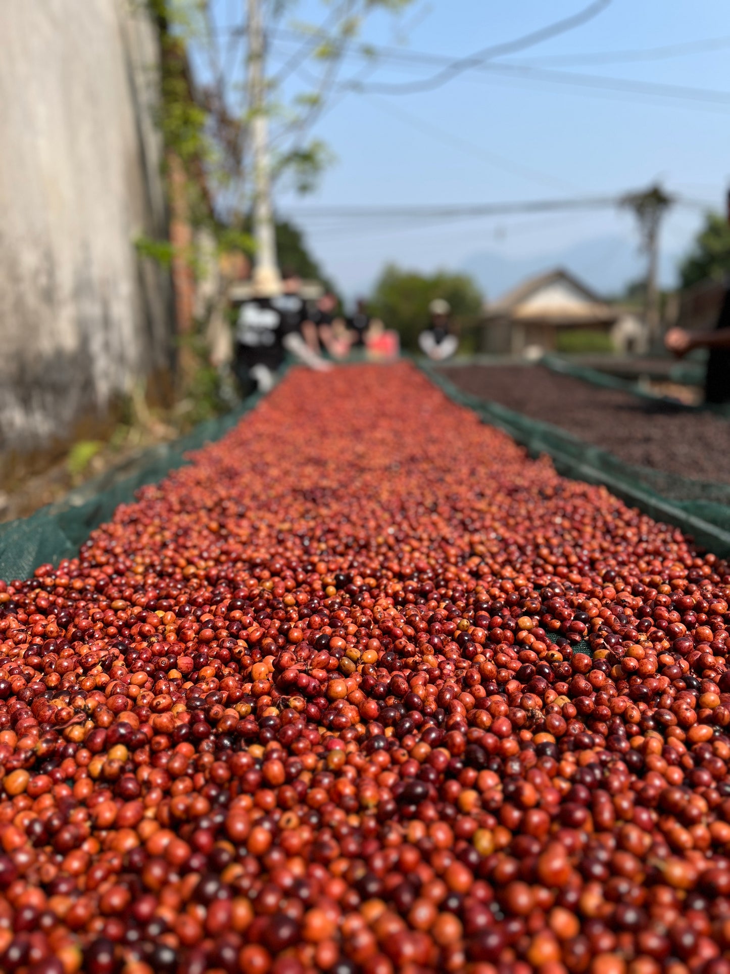 Gold Liberica - Vietnam