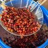 Gold Liberica - Vietnam