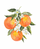 Floral Mandarin