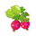 gooseberry