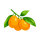 Kumquats